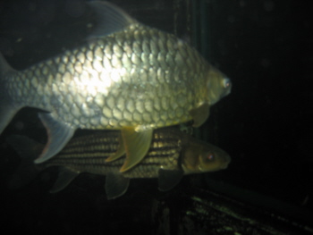 Zoo fish