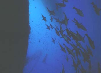 Deep Diver Course