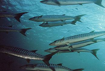 Barracuda at shark reef