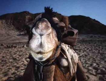 Camel