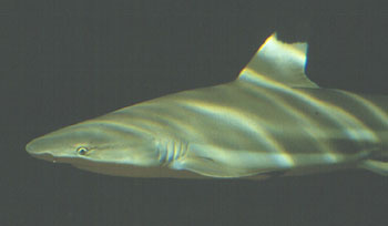 Black tip reef Shark