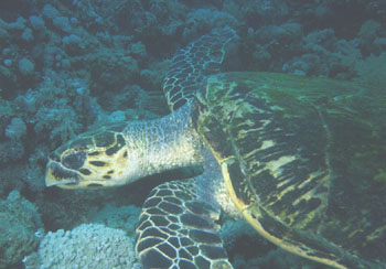 Hawksbill Turtle