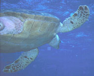 Underneath a surfacing Turtle