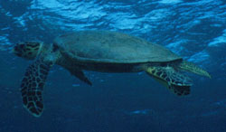 A Male Hawksbill Turtle