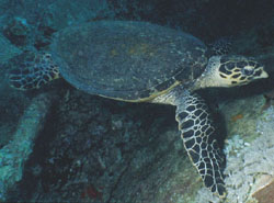 Hawksbill turtle on Thistlegorm